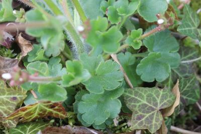 Saxifrage granulé