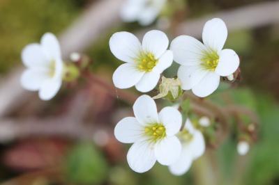 Saxifrage granulé