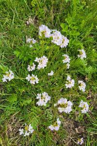 Cardamine des prés