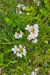 Cardamine des prés