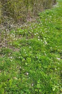 Cardamine des prés