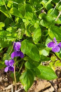 Violette odorante
