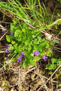 Violette odorante