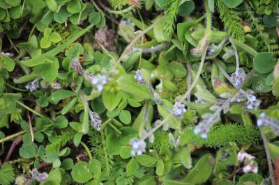 Myosotis rameux