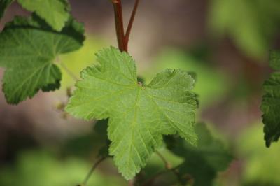 Groseillier rouge