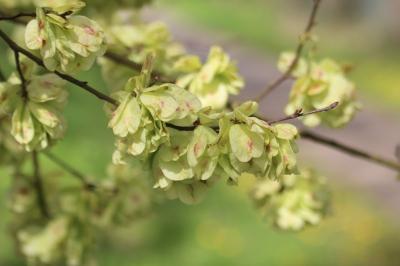 Ulmus minor