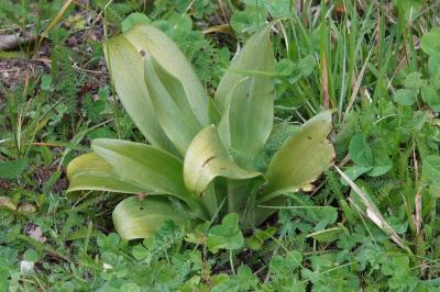 Orchis bouc