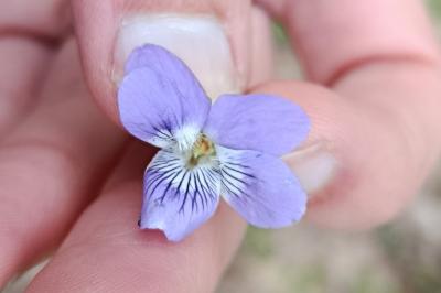 Violette de Rivinus