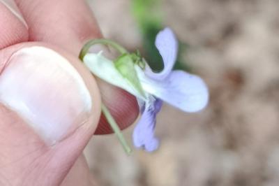 Violette de Rivinus
