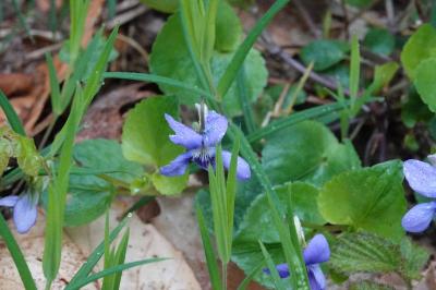 Violette de Rivinus