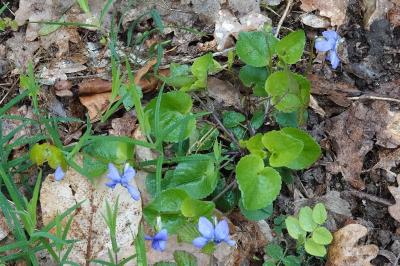 Violette de Rivinus