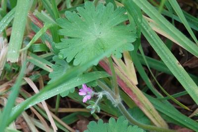 Géranium à feuilles molles