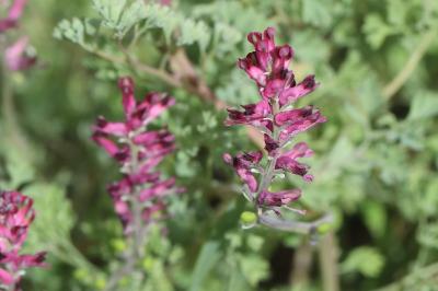 Fumeterre officinale