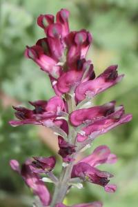 Fumeterre officinale