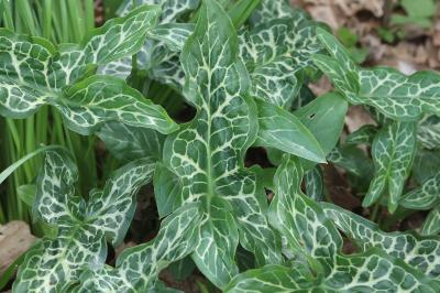 Arum italicum