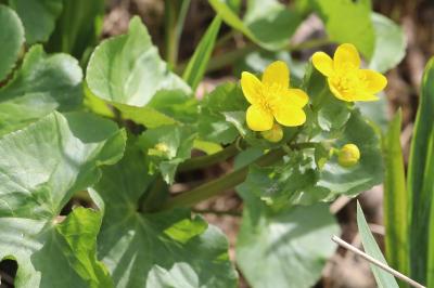 Caltha palustris