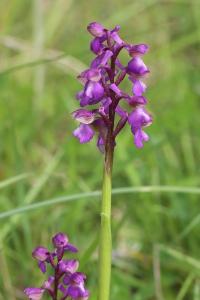 Orchis bouffon