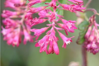 Ribes sanguineum