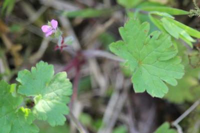 Géranium à feuilles rondes