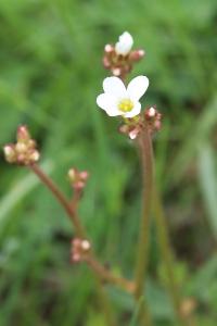 Saxifrage granulé
