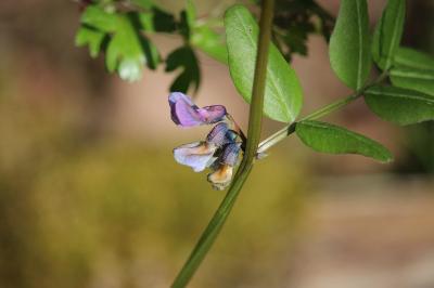 Vicia sepium