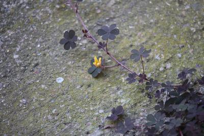 Oxalis corniculé