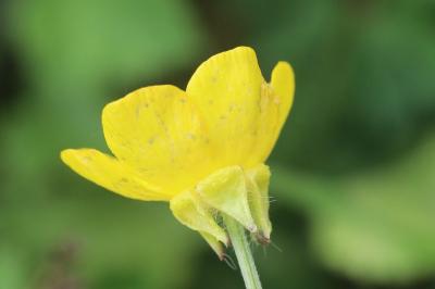 Ranunculus bulbosus
