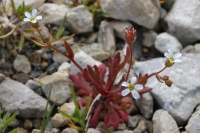 Saxifrage à trois doigts