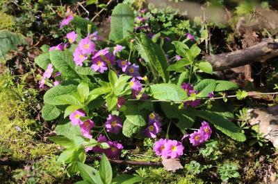 Primula vulgaris subsp. rubra