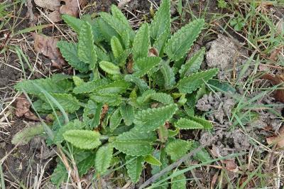 Betonica officinalis