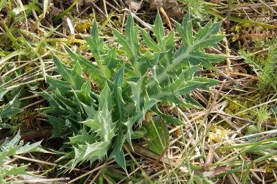 Panicaut champêtre, Chardon Roland