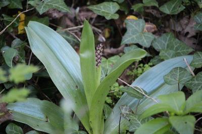 Orchis pourpre