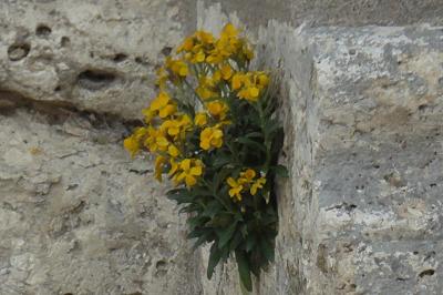 Erysimum cheiri