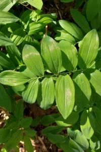 <i>Polygonatum</i>