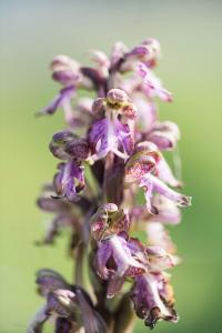 Orchis géant