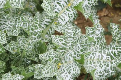 Chardon marie