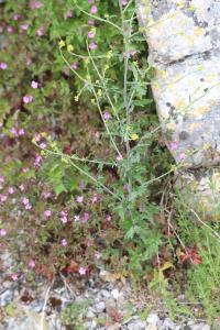 Herbe aux chantres