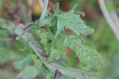 Herbe aux chantres