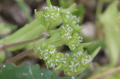 Valerianella locusta