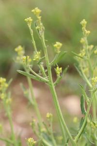 Herbe aux chantres