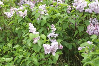 Lilas