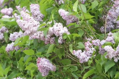 Lilas