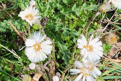 Tussilago farfara