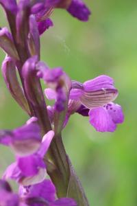Orchis bouffon