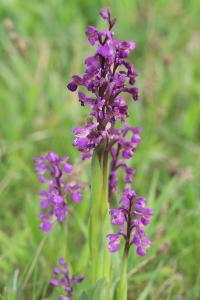 Orchis bouffon