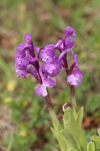 Orchis bouffon