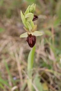 Ophrys araignée