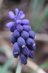 Muscari négligé