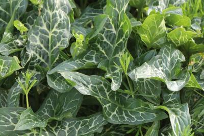 Arum italicum