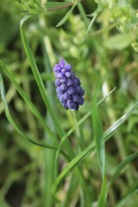 Muscari négligé